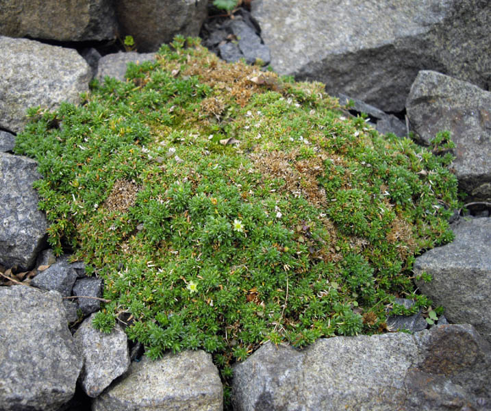 Minuartia stellata f. minima photo